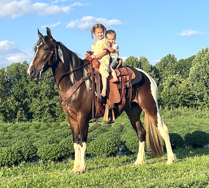 Draft Cross mare Ride & Drive