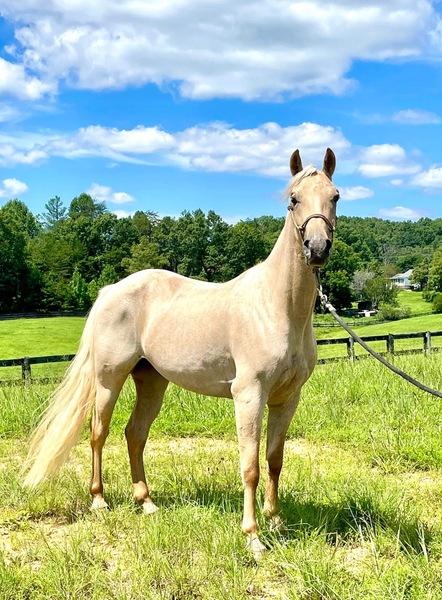Palomino Roan Dream Horse Deluxe!!