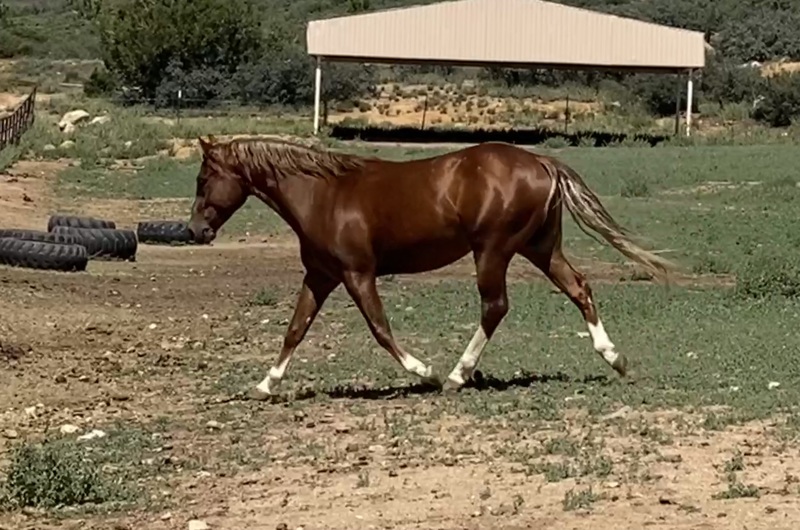 2021 AQHA Gelding