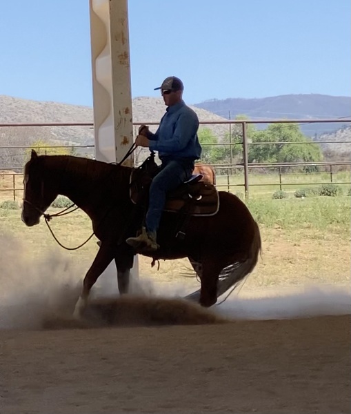 2021 AQHA Gelding