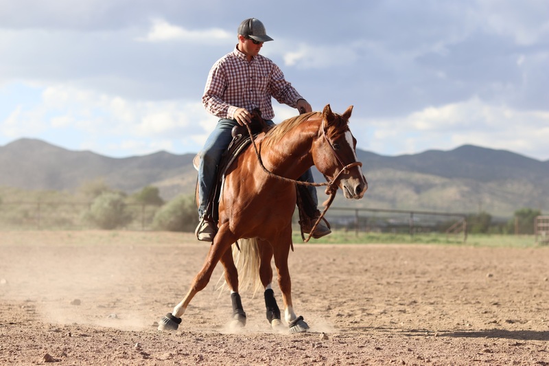 2021 AQHA Gelding