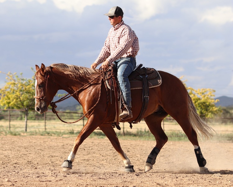 2021 AQHA Gelding