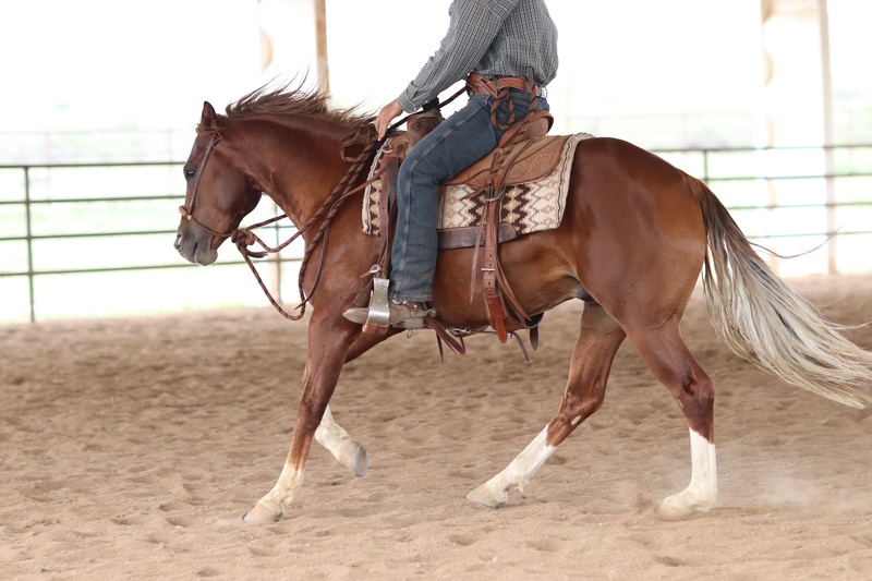 2021 AQHA Gelding