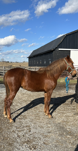 Gorgeous Well Bred 2 Year Old Filly