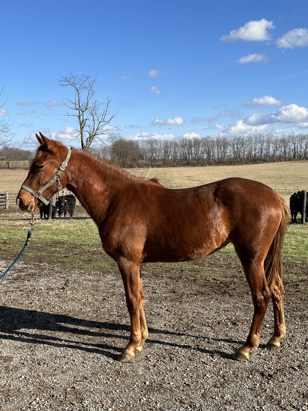 Gorgeous Well Bred 2 Year Old Filly