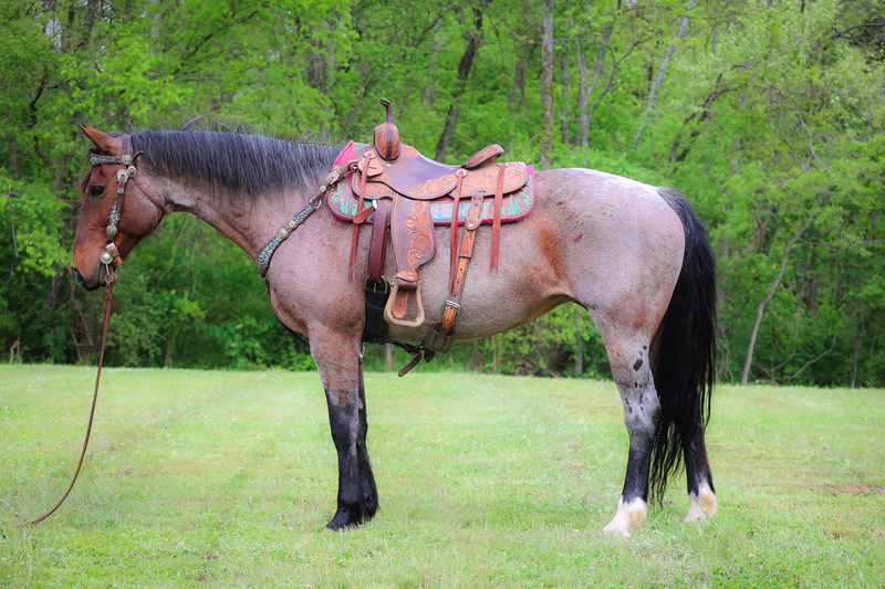 REALLY NICE BAY ROAN RANCH MARE, EXPERIENCED, SEASONED, AND WELL BROKE, FUN TO RIDE 