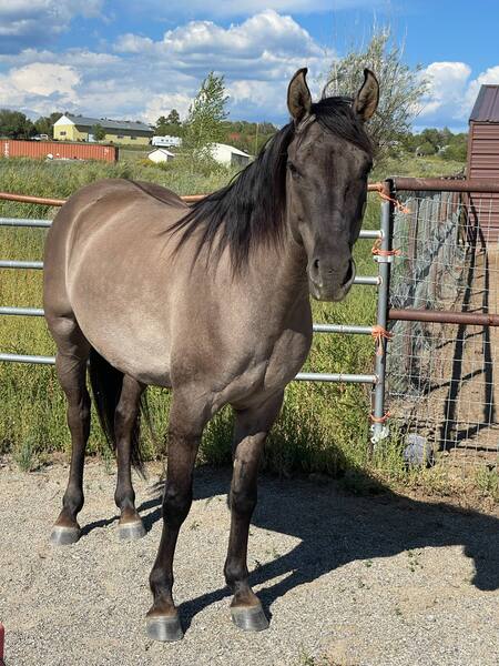 Stunning Grulla Trail Horse 