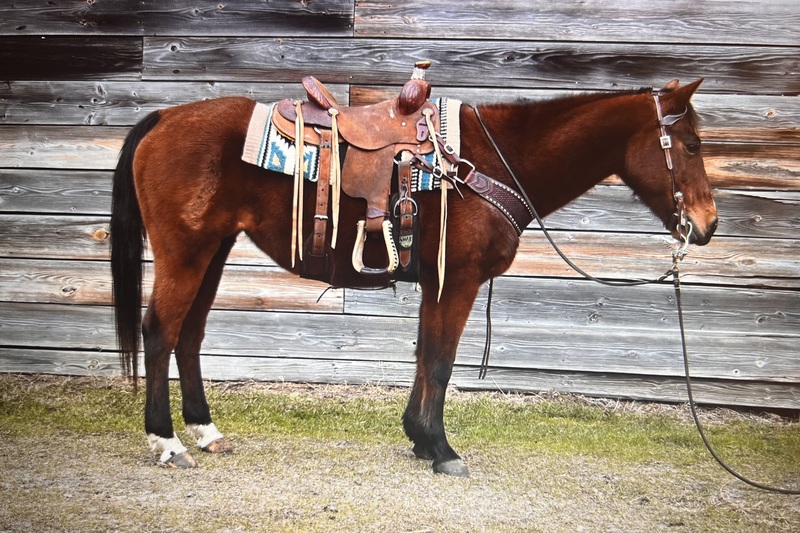 Bay QH Mare Finished Heel Horse & Trail Horse 