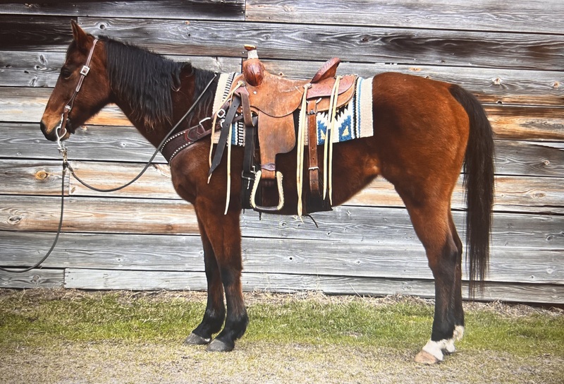 Bay QH Mare Finished Heel Horse & Trail Horse 
