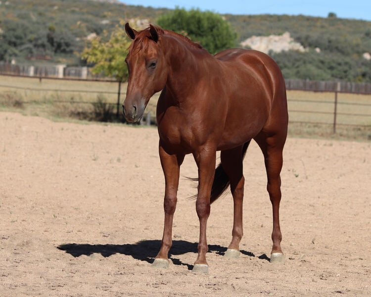 2021 AQHA Reining/Show/Performance Prospect