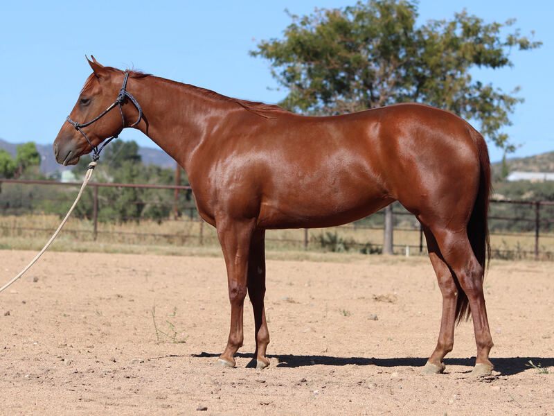 2021 AQHA Reining/Show/Performance Prospect