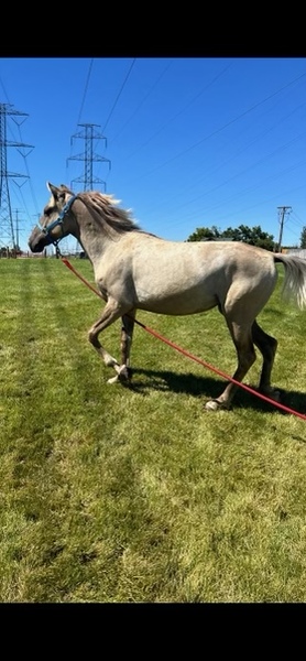 Beautiful Silver Grulla Yearling Filly 