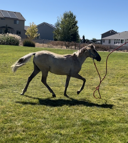 Beautiful Silver Grulla Yearling Filly 