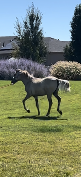 Beautiful Silver Grulla Yearling Filly 