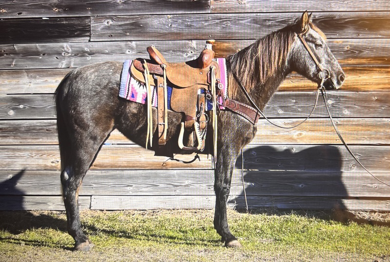 3yo Grey QH Mare Gentle & Gun Broke 