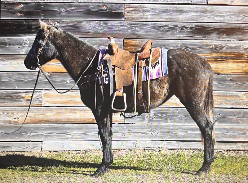3yo Grey QH Mare Gentle & Gun Broke 
