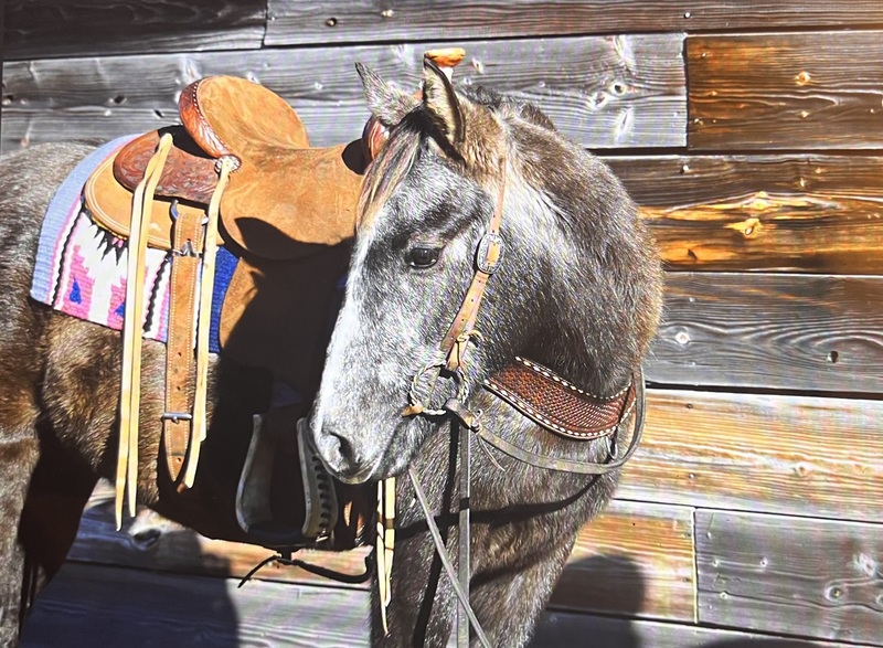 3yo Grey QH Mare Gentle & Gun Broke 