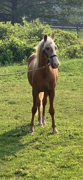 Stunning Palomino Ready To Go Under Saddle!