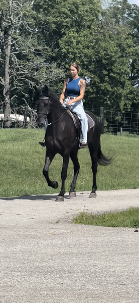 16 Hand Smooth Gaited Sweet Gelding 