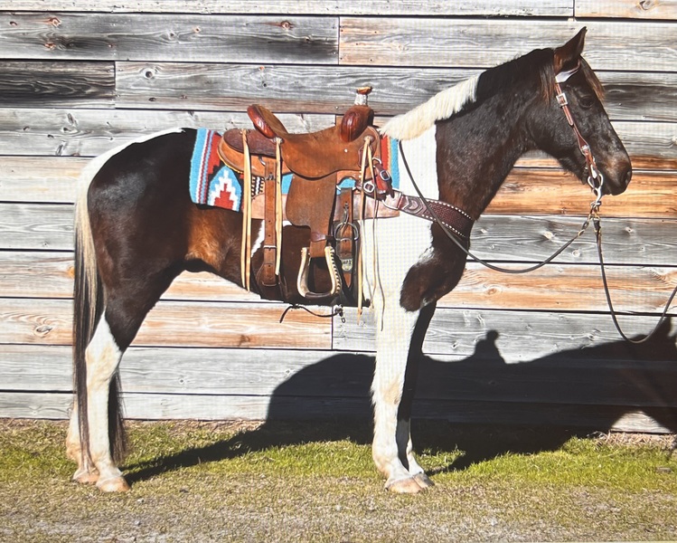 10yo Black & White Gelding Trail Horse