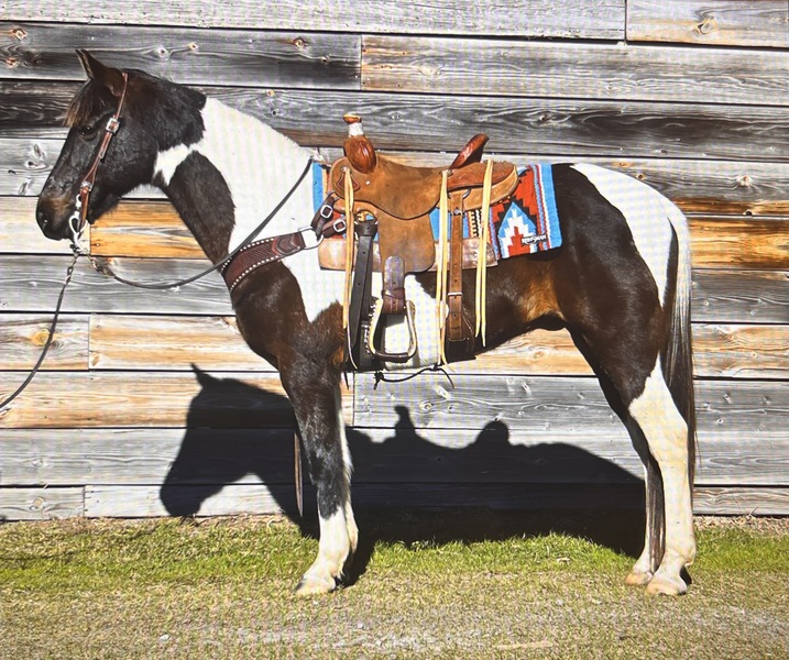 10yo Black & White Gelding Trail Horse