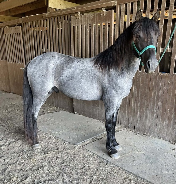 Gorgeous Blue Roan Stallion For Stud
