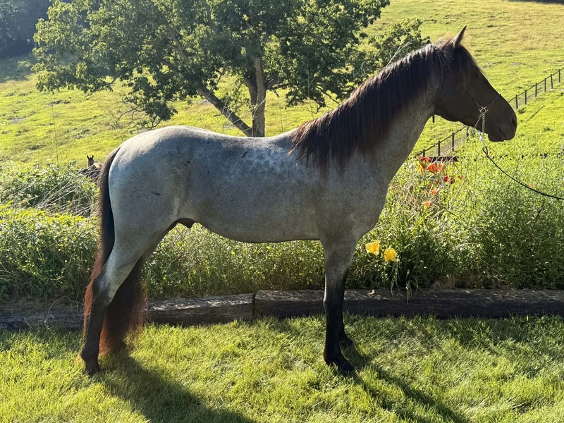 Gorgeous Blue Roan Stallion For Stud