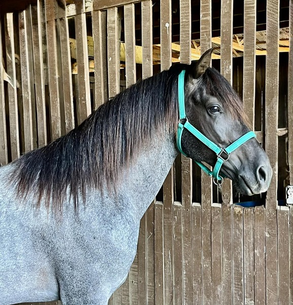 Gorgeous Blue Roan Stallion For Stud