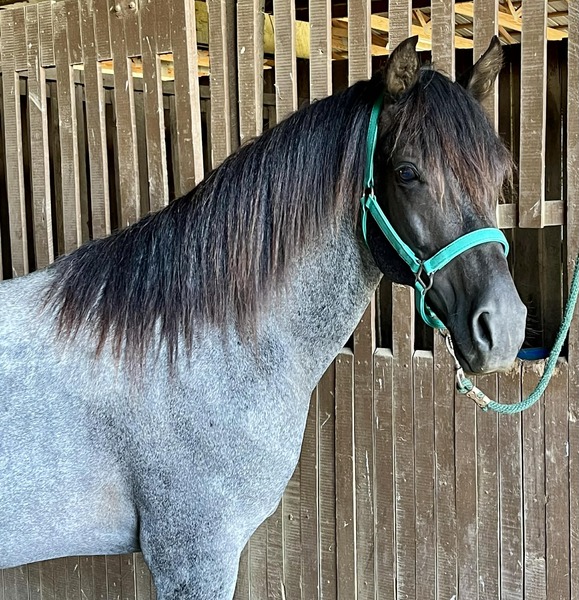 Gorgeous Blue Roan Stallion For Stud
