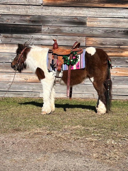 Very Gentle Bay & White Pony Mare 