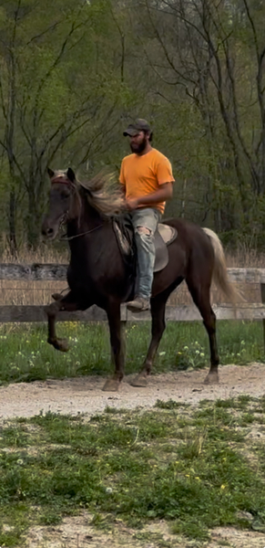 Well Bred Gorgeous Chocolate Trail Horse 