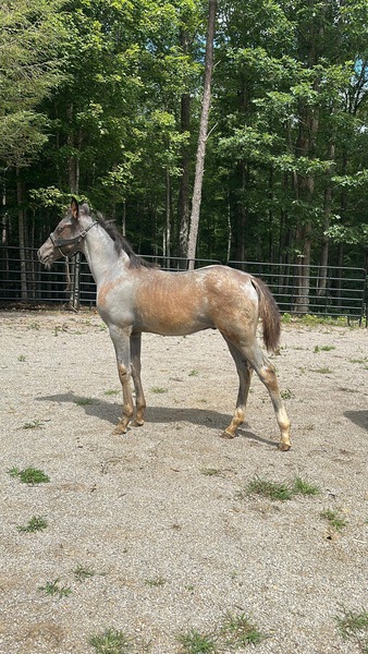Blue Roan Weanling Colt 