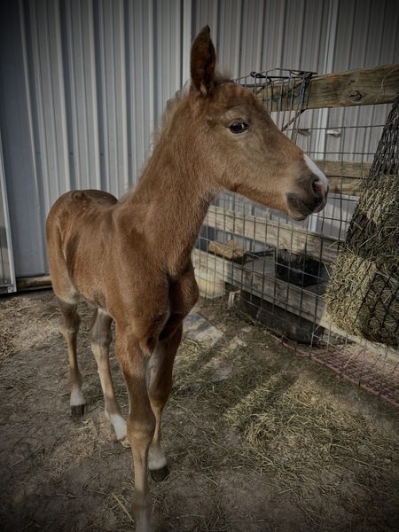 Well Bred Red Chocolate Weanling Colt 