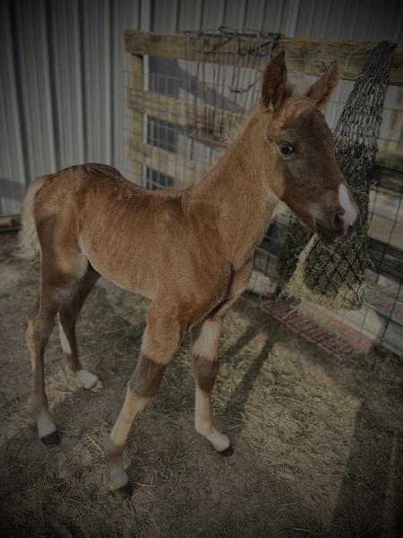 Well Bred Red Chocolate Weanling Colt 