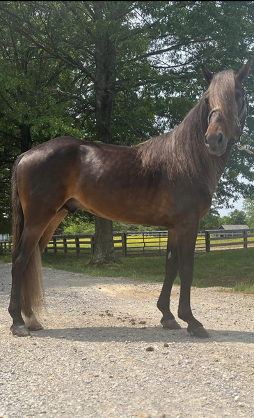 All Around Easy To Ride Trail/Show Horse