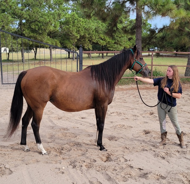 2014 Thoroughbred mare in foal to Nat'l Ch Andalusian