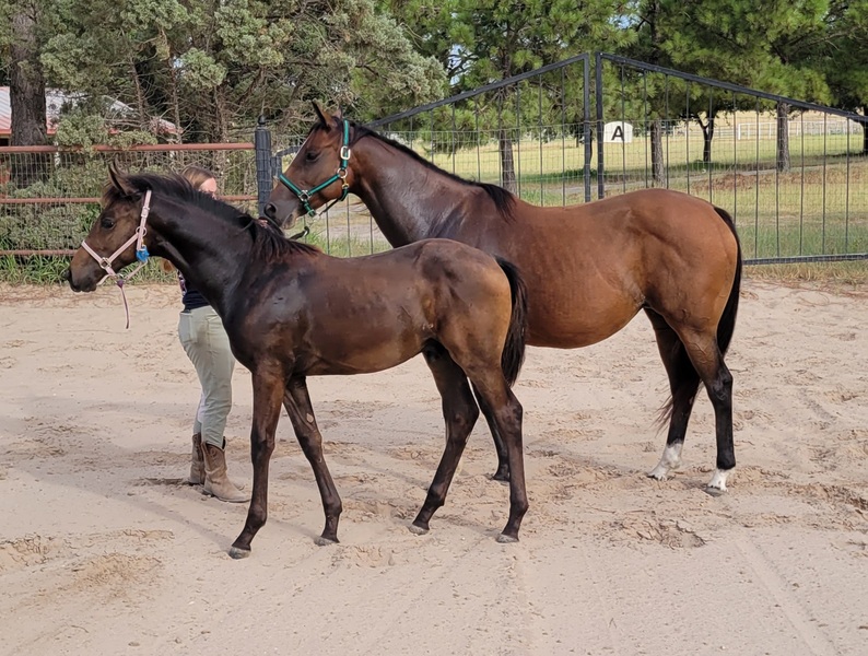 2014 Thoroughbred mare in foal to Nat'l Ch Andalusian