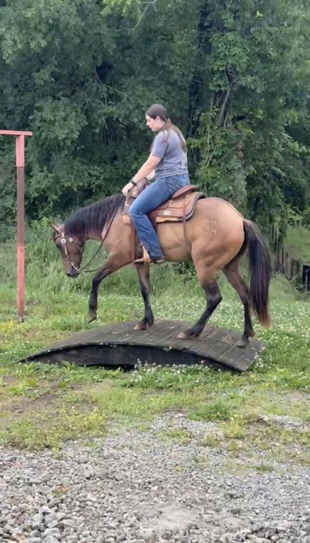 Beautiful Dun Filly Started Under Saddle 