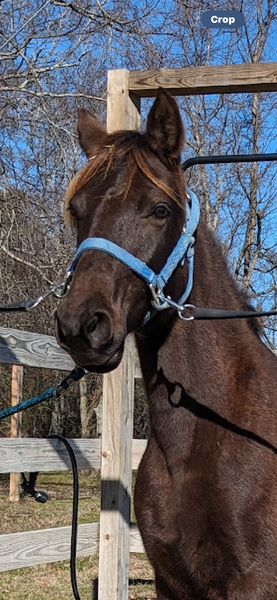 Beautiful Smokey Black 14.3 Trail Horse
