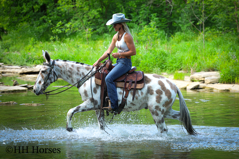 REALLY WELL BROKE LOUD COLORED GRULLA AND WHITE LEOPARD APPALOOSA MULE, RIDES AND DRIVES 