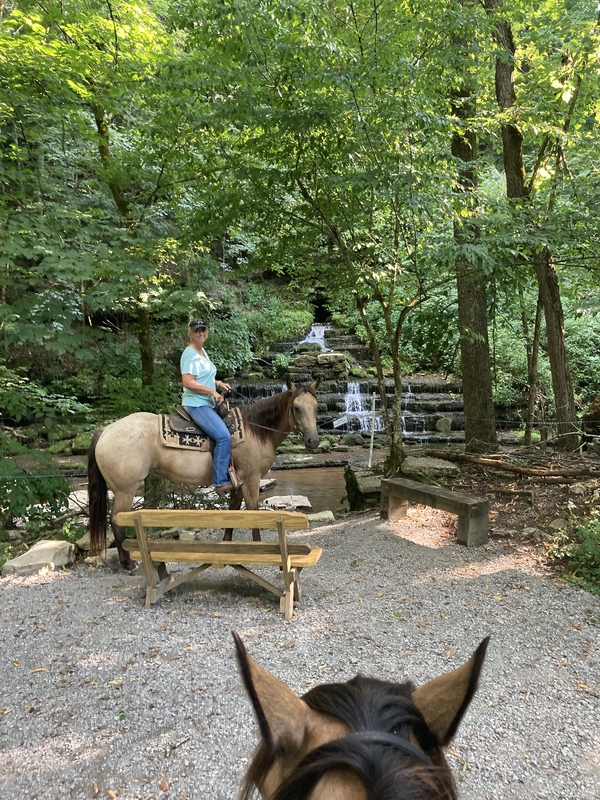 Gorgeous Roan Buckskin Trail Horse