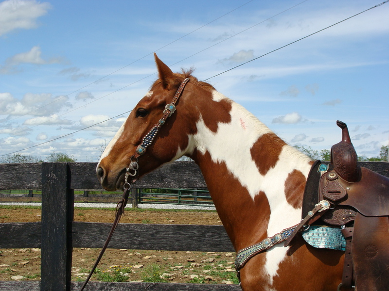 REALLY FLASHY SORREL & WHITE TOBIANO PAINT GELDING, PROFESSIONAL