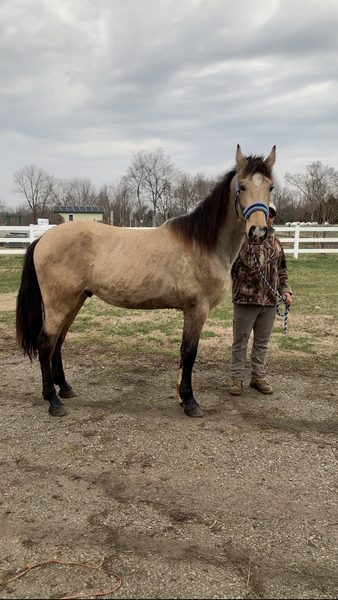 15.2 Smart Willing Smooth Gaited Buckskin Gelding 