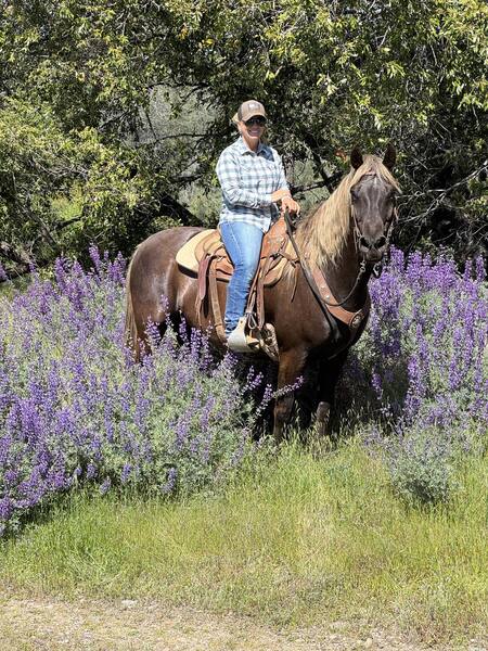 15.3 Gorgeous Chocolate Neck Reining Trail Horse 