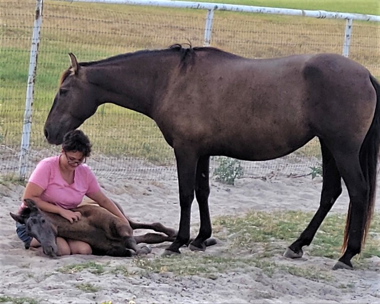 PRE Gray April 2022 colt