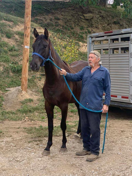 Beautiful Smokey Black 3 Year Old Filly 