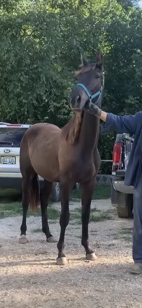 Beautiful Black Filly 