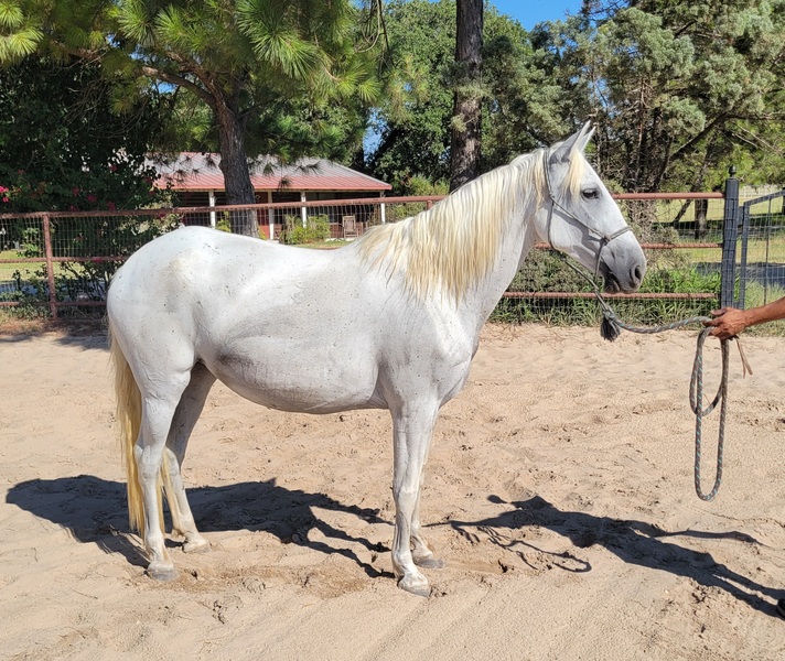 2011 Gray Andalusian Mare under saddle