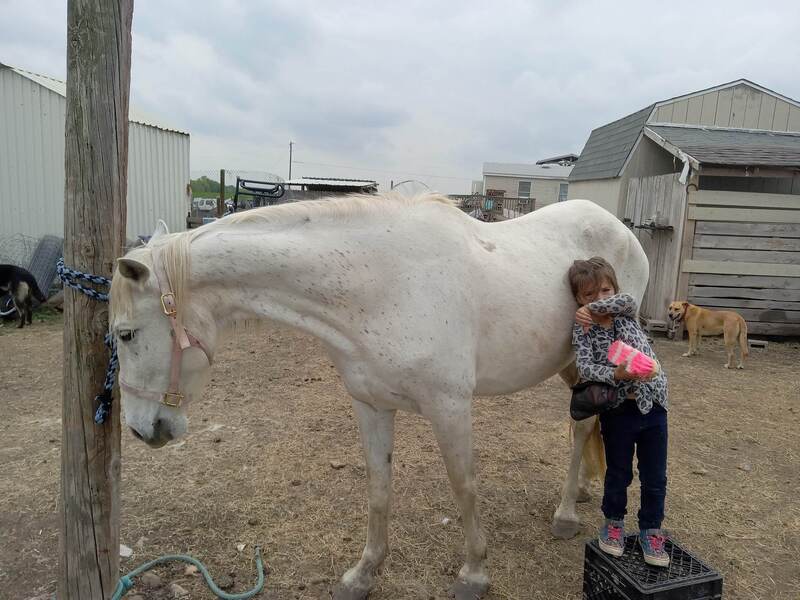 2011 Gray Andalusian Mare under saddle