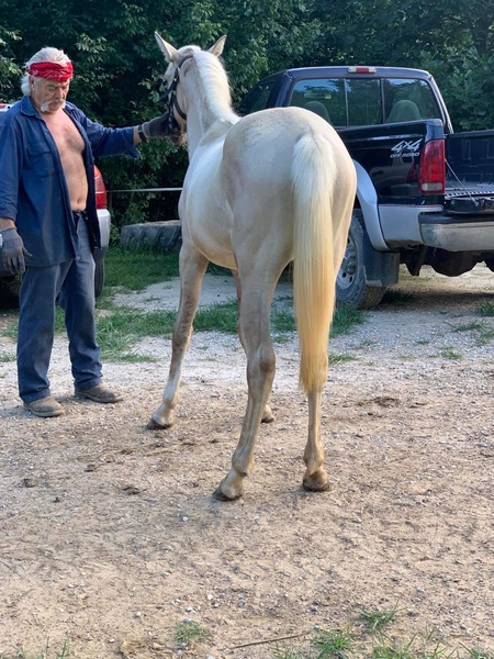 Sweet Well Bred 2 Yr Old Silver Grulla Filly 